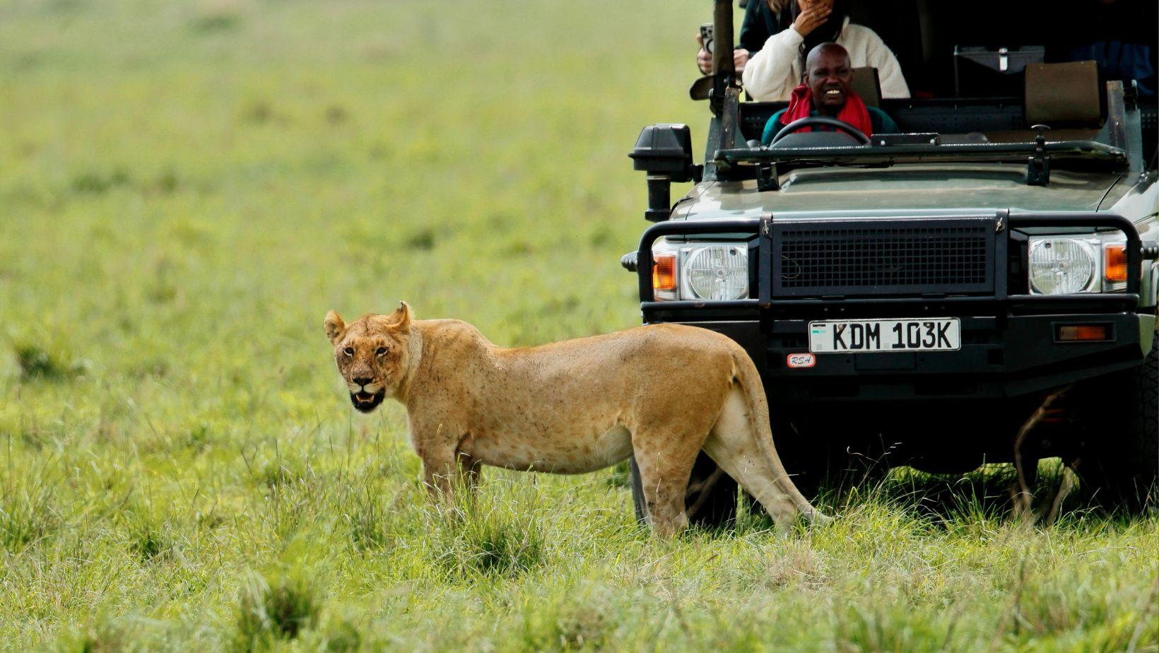 safari migration timing, best safari months african safari, wildlife migration safaris, safari planning tips, migration season safaris africa, african wildlife tours, migration safari packages, safari travel advice, wildlife viewing peak seasons, african safari itinerary